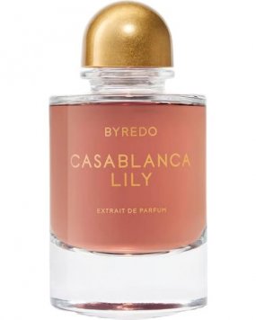 Casablanca Lily 2025