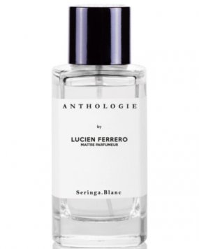Seringa Blanc